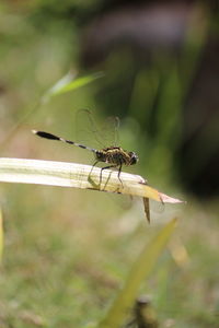 Close-up of damselfly on plant