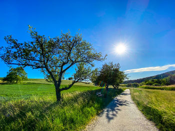 Trees growing on field against blue sky