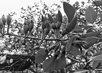 Close-up of fresh leaves on tree