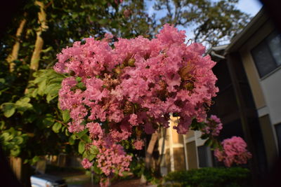 Low angle view of pink flowers on tree