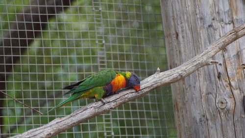 Close-up of parrot perching on tree