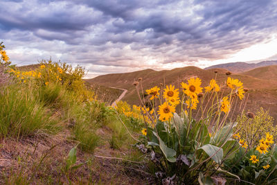 Yellow flowering plants on land against sky