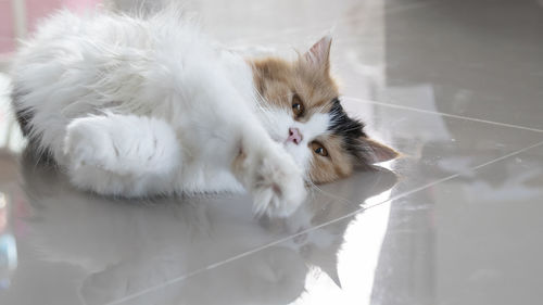 High angle view of cat lying on floor