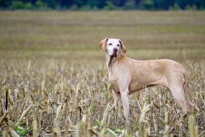Portrait of dog standing on field