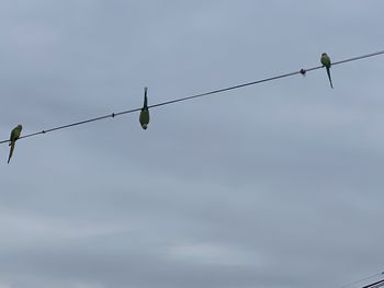 Low angle view of birds on cable against sky