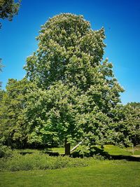 Tree against clear sky