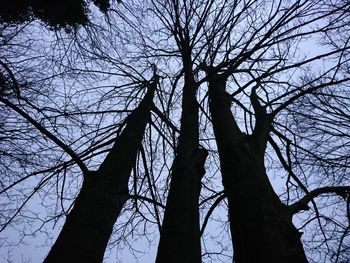 Low angle view of bare tree against sky