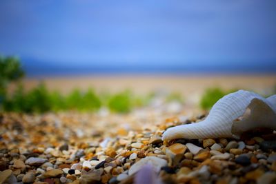 Close-up of shells on beach