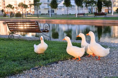 Close-up of swans on water