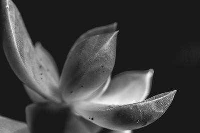 Close-up of flower against blurred background