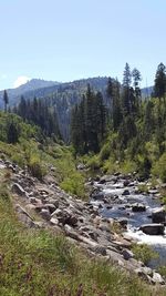 Scenic view of waterfall in forest against clear sky