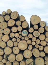 Stack of logs in forest