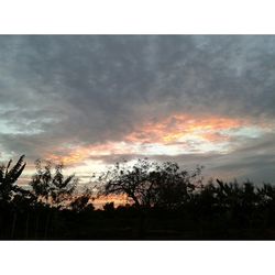 Trees on landscape against cloudy sky