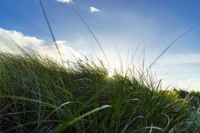 Close-up of fresh grass in field against sky