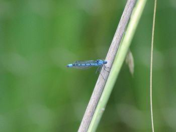 Close-up of damselfly on leaf