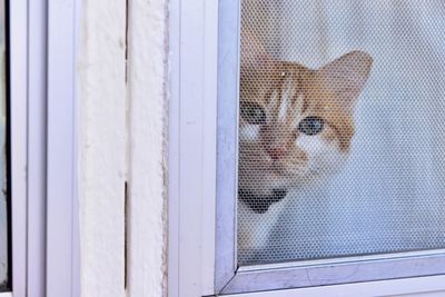 Portrait of cat looking though window