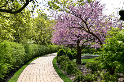 Footpath in park