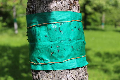 Close-up of blue painted on tree trunk