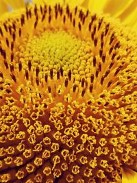 Close-up of yellow flowering plant