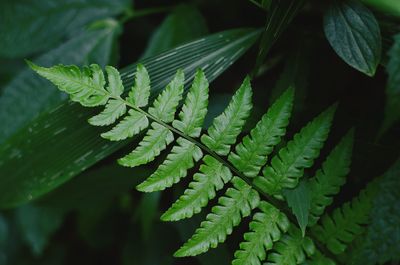 Close-up of fern leaves