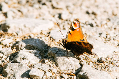 Butterfly on rock