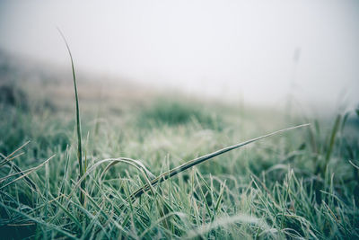 Close-up of wheat field against sky