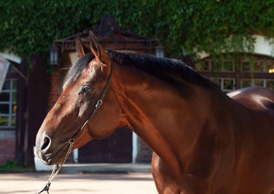 Horse in ranch