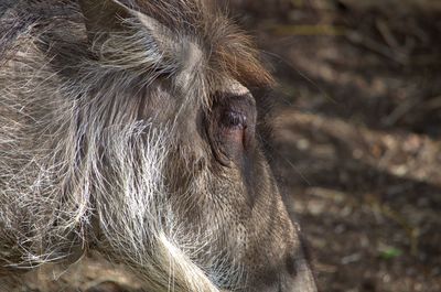 Close-up of horse