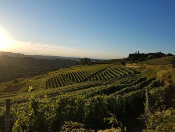 Hills with vineyards at sunset, langhe, piedmont, italy