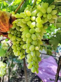 Close-up of grapes growing in vineyard