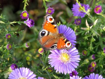 Close-up of butterfly pollinating on flower