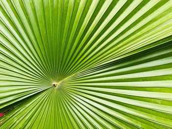 Full frame shot of palm tree