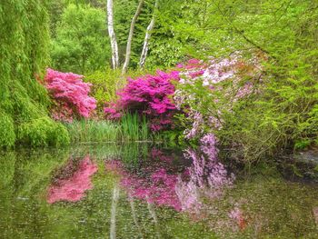 Scenic view of lake in forest