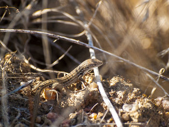 Close-up of turtle