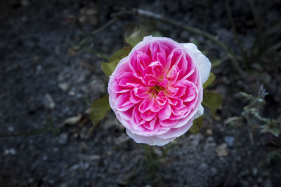 Close-up of pink rose