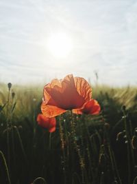 Close-up of poppy on field against sky