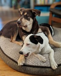 Dog lying down on floor