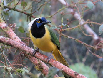 Yellow-eyed, colorful bird turns head to side looking at camera lens while perched on tree branch