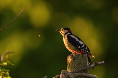 Close-up of bird perching on a tree