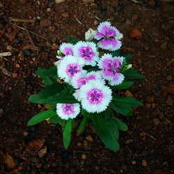 Close-up of purple flowers blooming outdoors