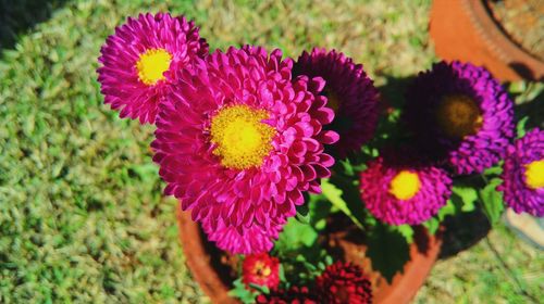 Close-up of flowers blooming outdoors