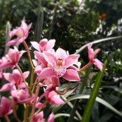 Close-up of pink flowers blooming outdoors