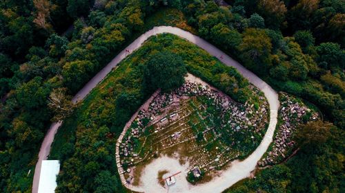 High angle view of plants and trees in forest