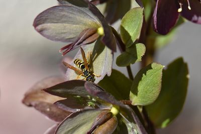 Close-up of plant