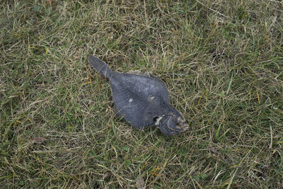 High angle view of lizard on field