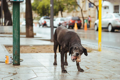 Dog on street