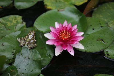 Close-up of lotus water lily in pond