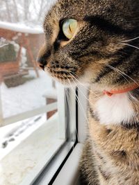 Close-up of a cat looking away