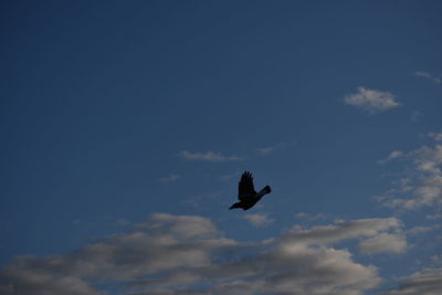 Low angle view of birds flying against blue sky