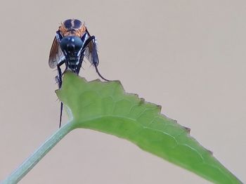 Close-up of insect on leaf over white background